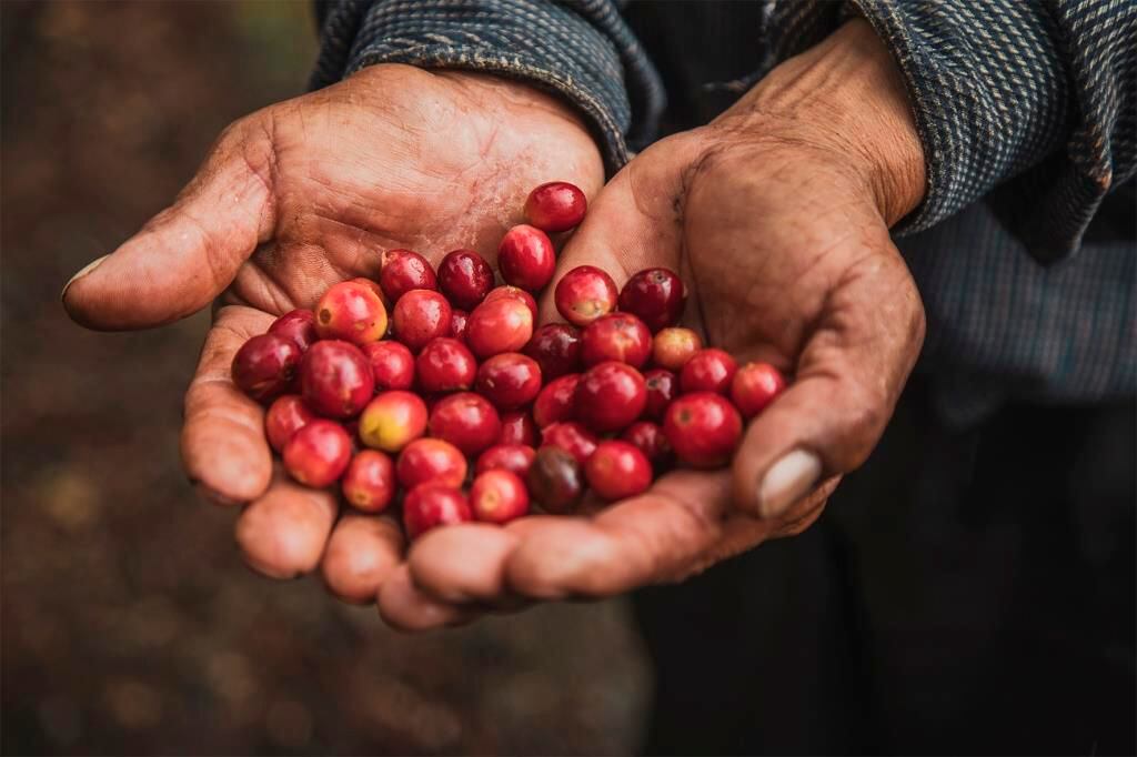 Producción cafetalera: factor clave para impulsar la actividad agrícola en Panamá