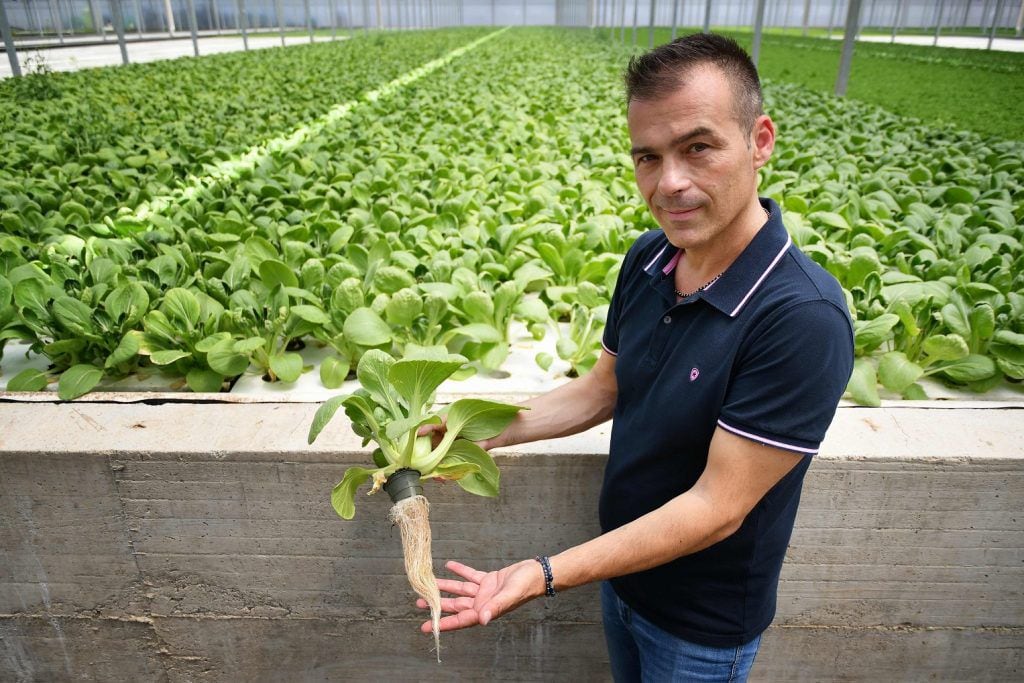 Una granja hidropónica de Italia se apunta a cultivar «oro rojo»